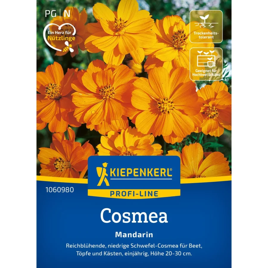 Kiepenkerl Cosmos Mandarin, leuchtend orangefarbene Blüten, ideal für bunte Blumenbeete, 40-60 cm hoch, bienenfreundlich und robust.