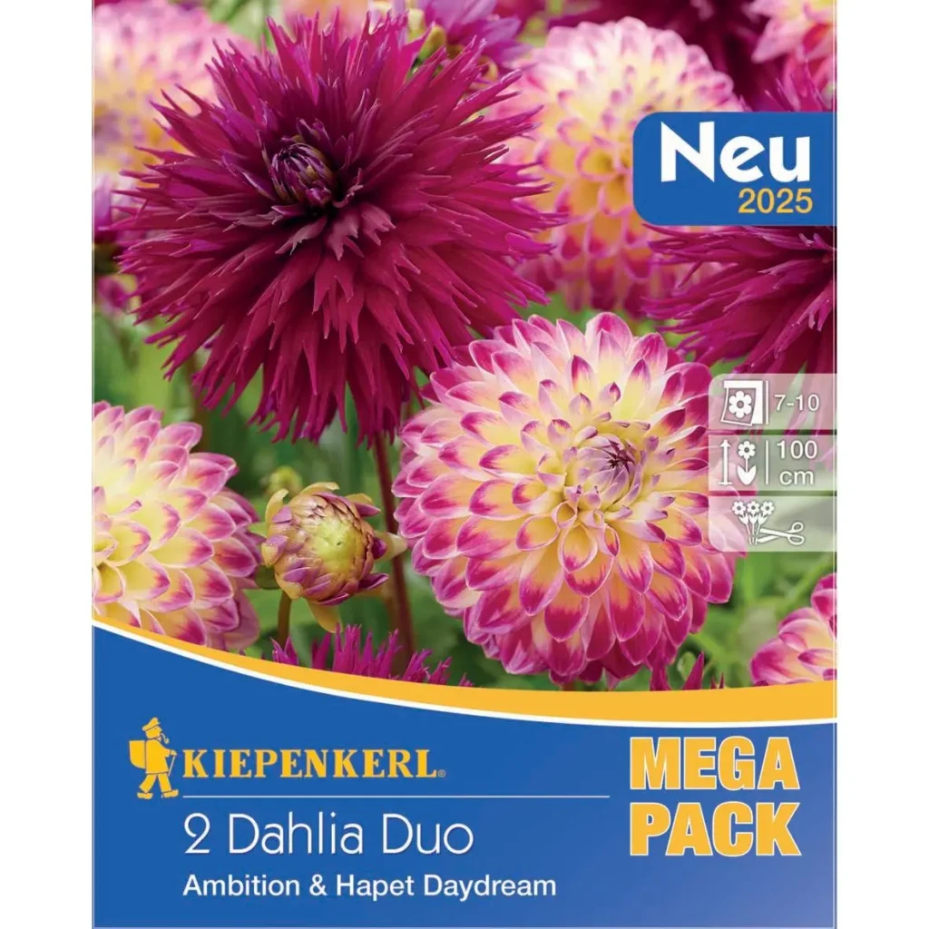Kiepenkerl-Dahlien-Duo für farbenfrohe Gärten, robuste Pflanzen, 25–30 cm hoch, ideal für Balkonkästen und Beete.