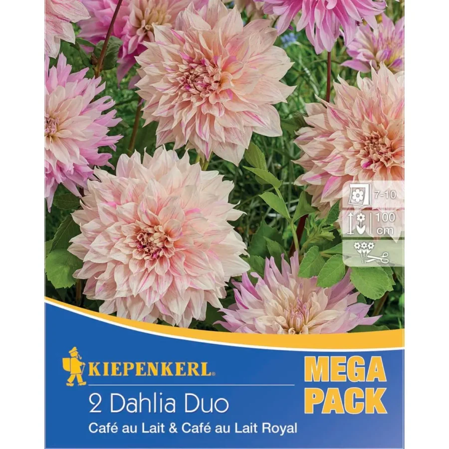 Kiepenkerl Dahlien-Duo Cafe au Lait, sanfte beige-und-weiß Töne, perfekt für prächtige Blumenbeete und üppige Sträucher, 1 Packung mit 2 Knollen.