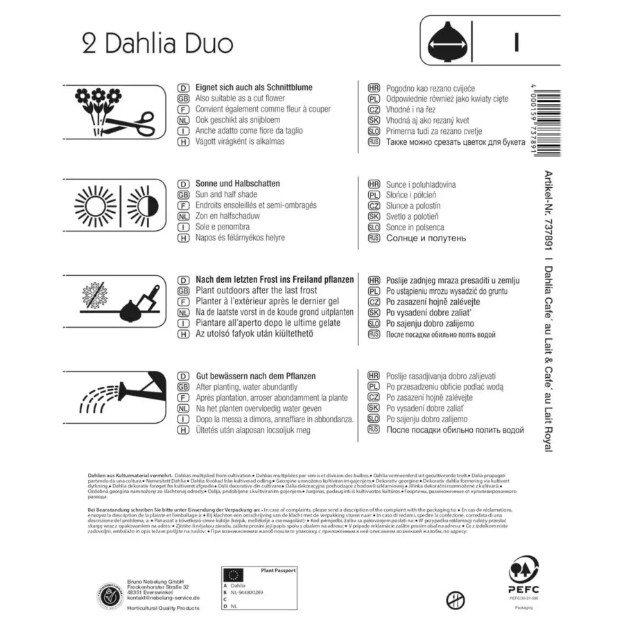 Kiepenkerl Dahlien-Duo Cafe au Lait, bezaubernde Blüten in warmen Kaffeetönen, perfekt für Beete und Kübel, blühend und pflegeleicht.