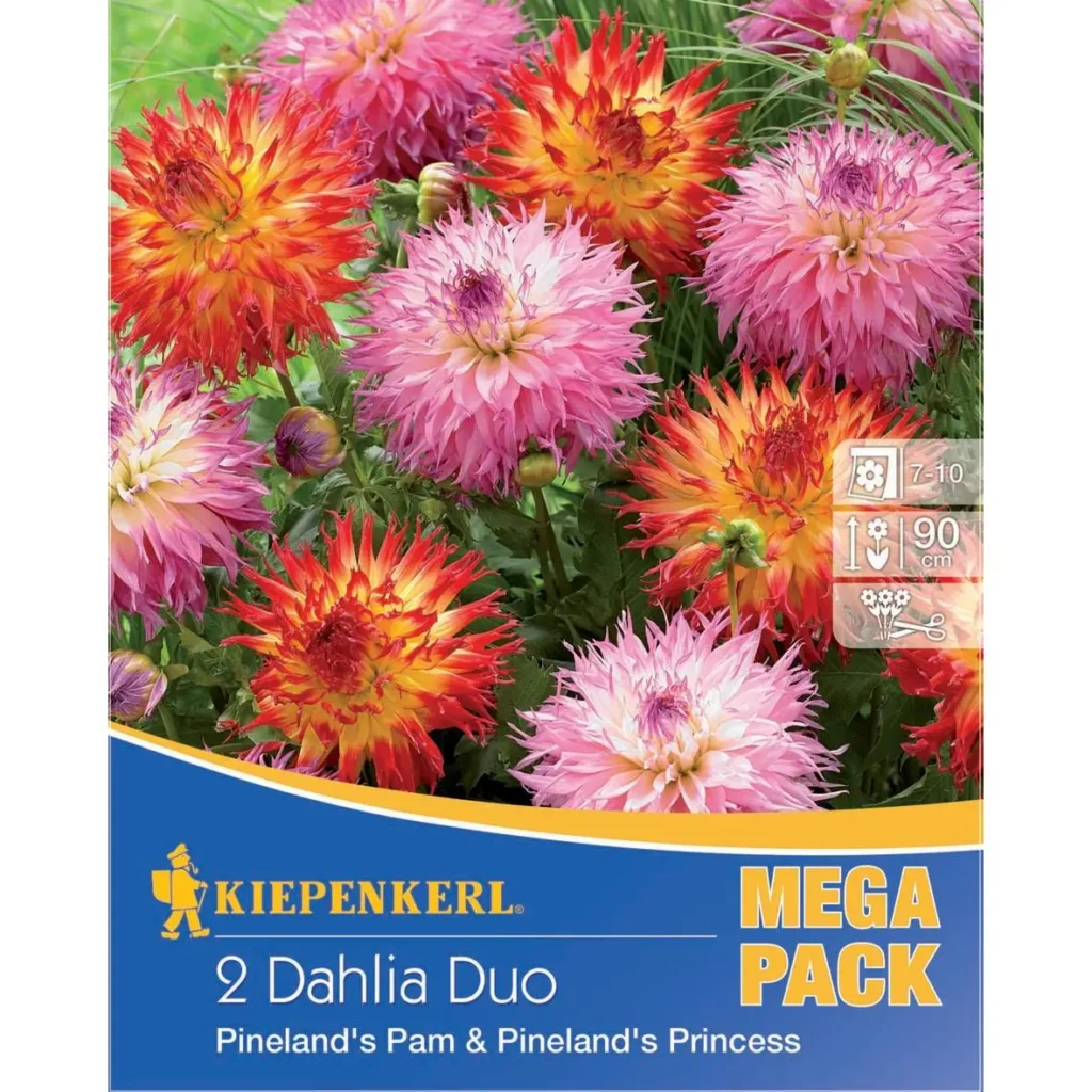 Kiepenkerl Dahlien-Duo Pinelands Pam & Pinelands Princess, leuchtende Farben, ideal für sommerliche Beete und Rabatten, 2 Pflanzen für prächtigen Blumenschmuck.
