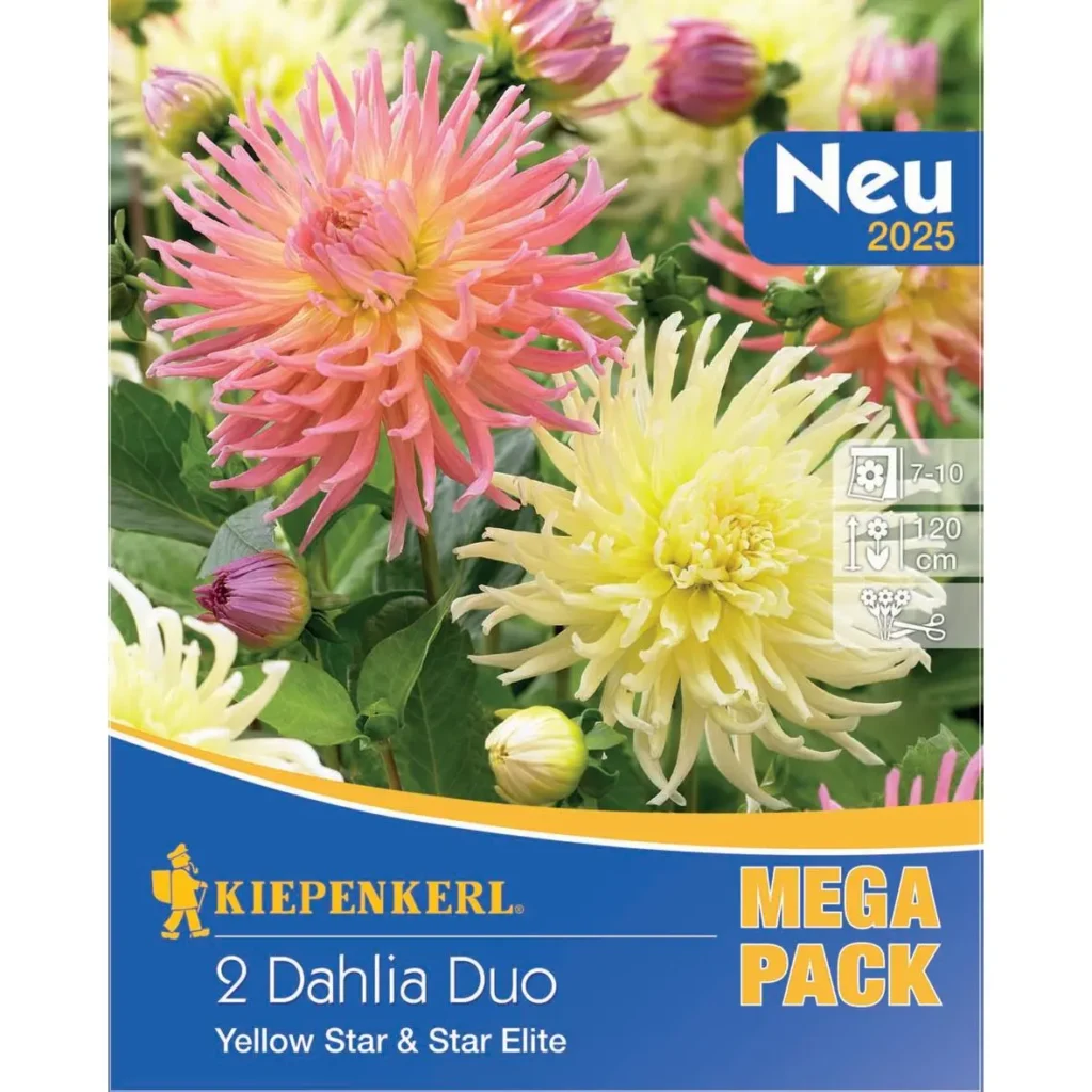 Kiepenkerl Dahlien Duo 'Yellow Star', leuchtend gelbe Blütenpracht, ideal für volle Sonne, perfekt für Beete und üppige Pflanzarrangements.
