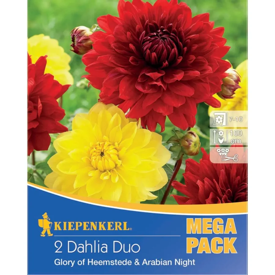 Kiepenkerl Dahlienduett mit Glory of Heemstede und Arabian Night, ideal für bunte Gartenbeete, kräftige Farben, zwei verschiedene Sorten, 60 cm hoch.