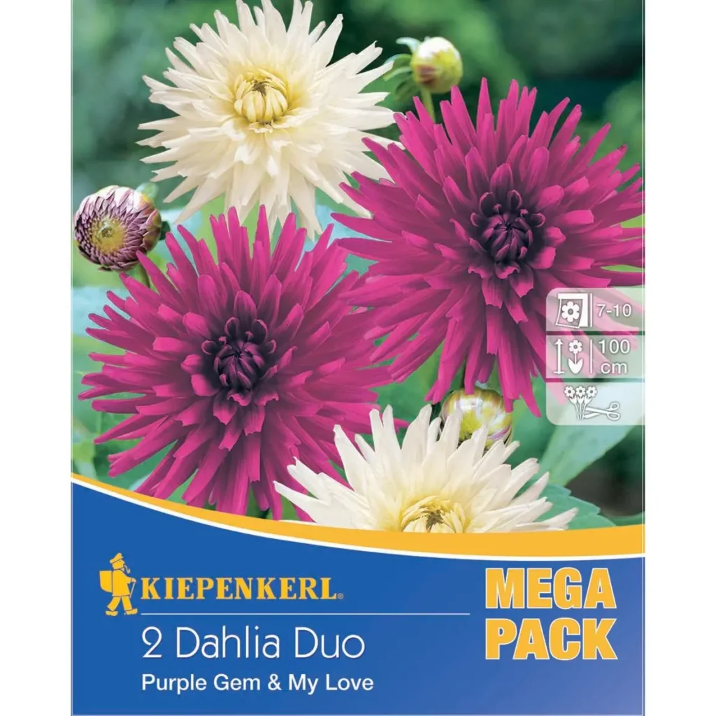 Kiepenkerl Dahlienduett Purple Gem und My Love, blühende Pflanzenkombination in leuchtendem Lila und Rosa, ideal für bunte Gartenarrangements.