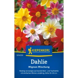 Dahliensamen Mignon Mischung