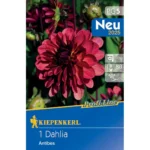 Dekorative Dahlie Antibes