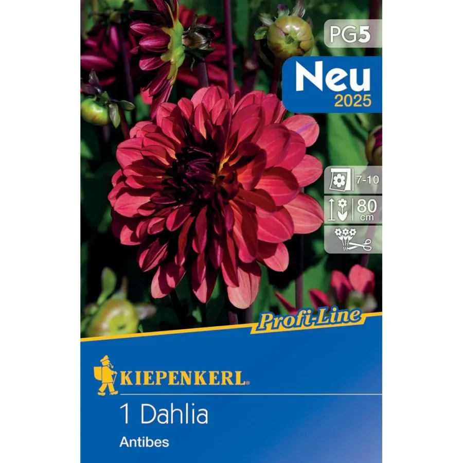 Kiepenkerl dekorative Dahlie Antibes in leuchtendem Orange, ideal für sommerliche Gärten, blühfreudig und pflegeleicht.