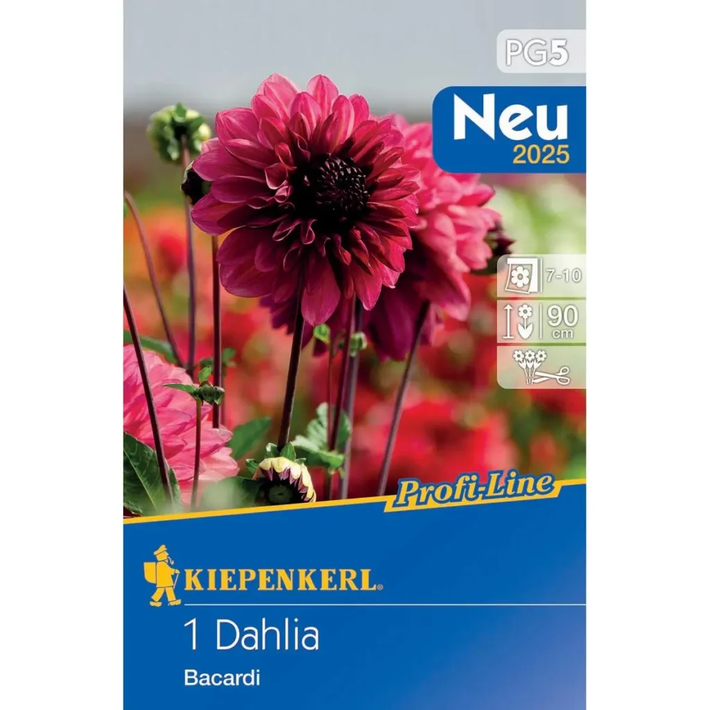 Kiepenkerl Dekorative Dahlie Bacardi in leuchtendem Rot, perfekt für bunte Gartenarrangements, robust und pflegeleicht.