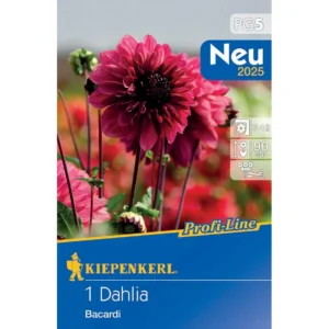 Dekorative Dahlie Bacardi