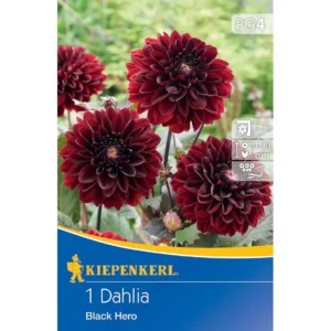 Dekorative Dahlie Black Hero