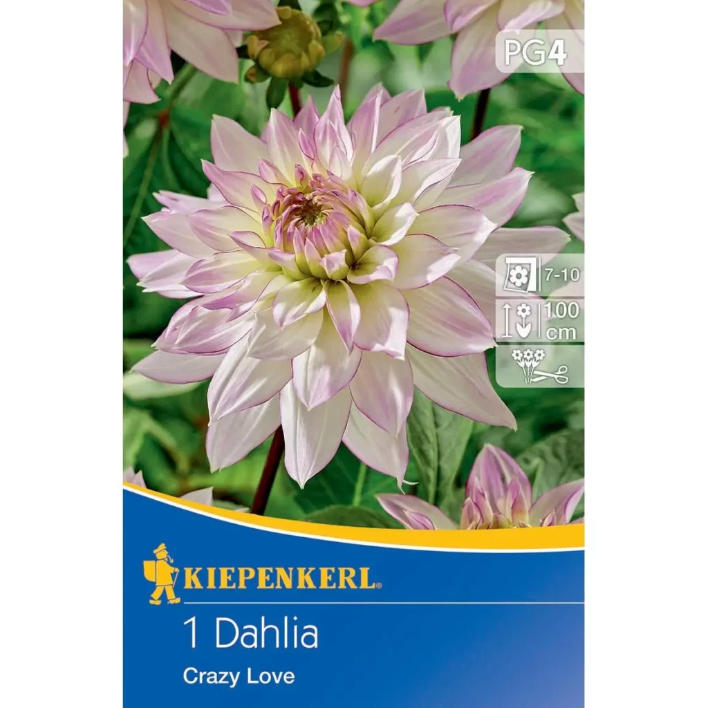 Kiepenkerl Dekorative Dahlie Crazy Love, leuchtend pink und gelb, ideal für farbenfrohe Gärten und Balkone, robust und pflegeleicht.