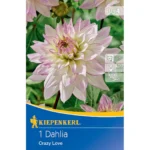 Dekorative Dahlie Crazy Love