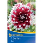 Dekorative Dahlie Duet