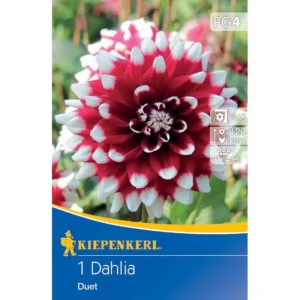 Dekorative Dahlie Duet