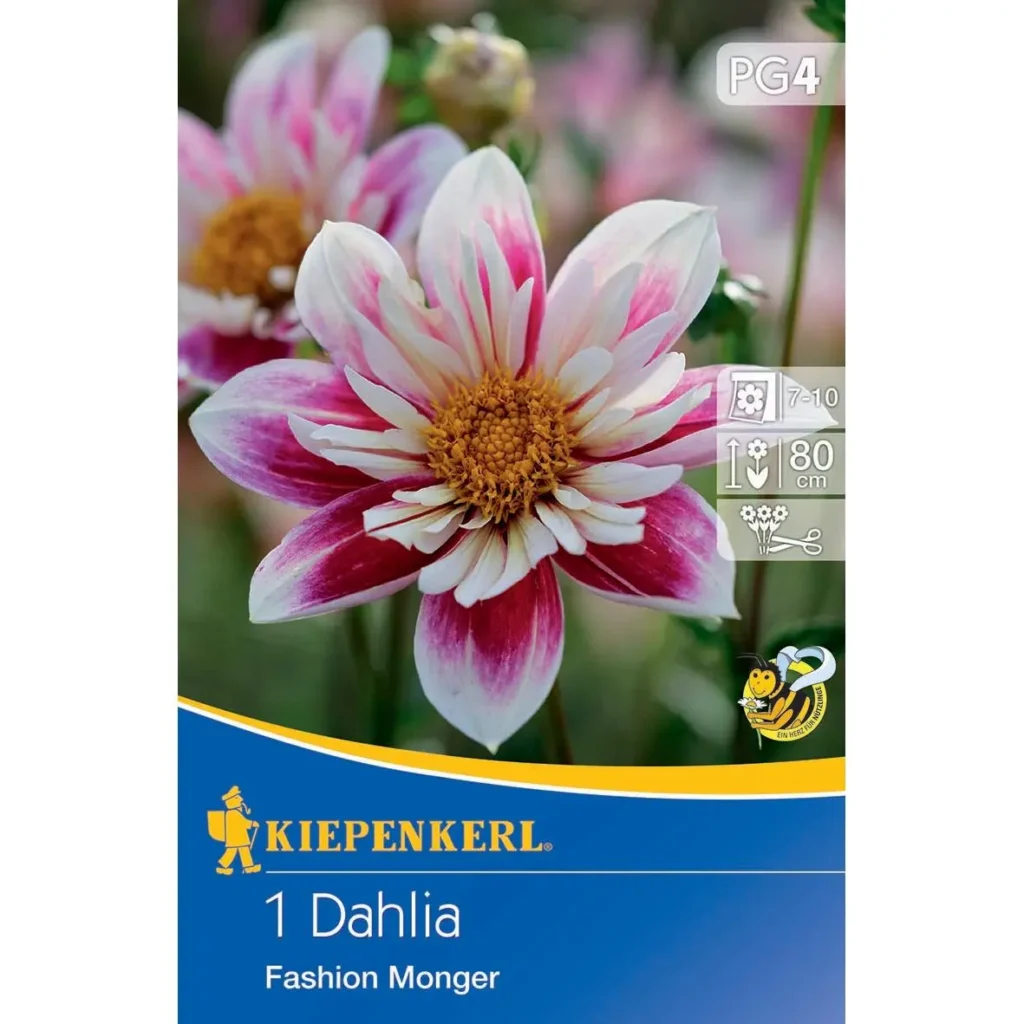 Kiepenkerl Dekorative Dahlie Fashion Monger, leuchtend pinke Blüten, ideal für bunte Gartenarrangements, robust und pflegeleicht.