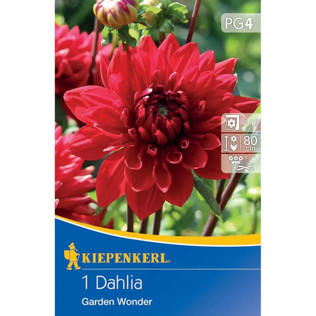 Kiepenkerl Dekorative Dahlie Garden Wonder, lebhafte rote Blüten, perfekt für Gartenbeete und attraktive Pflanzarrangements.