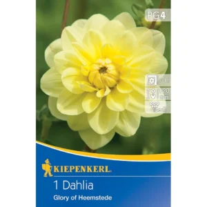 Dekorative Dahlie Glory of Heemstede