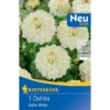 Kiepenkerl dekorative Dahlie Go Go White, strahlend weiße Blüten, ideal für Garten und Balkon, blühfreudig und pflegeleicht.