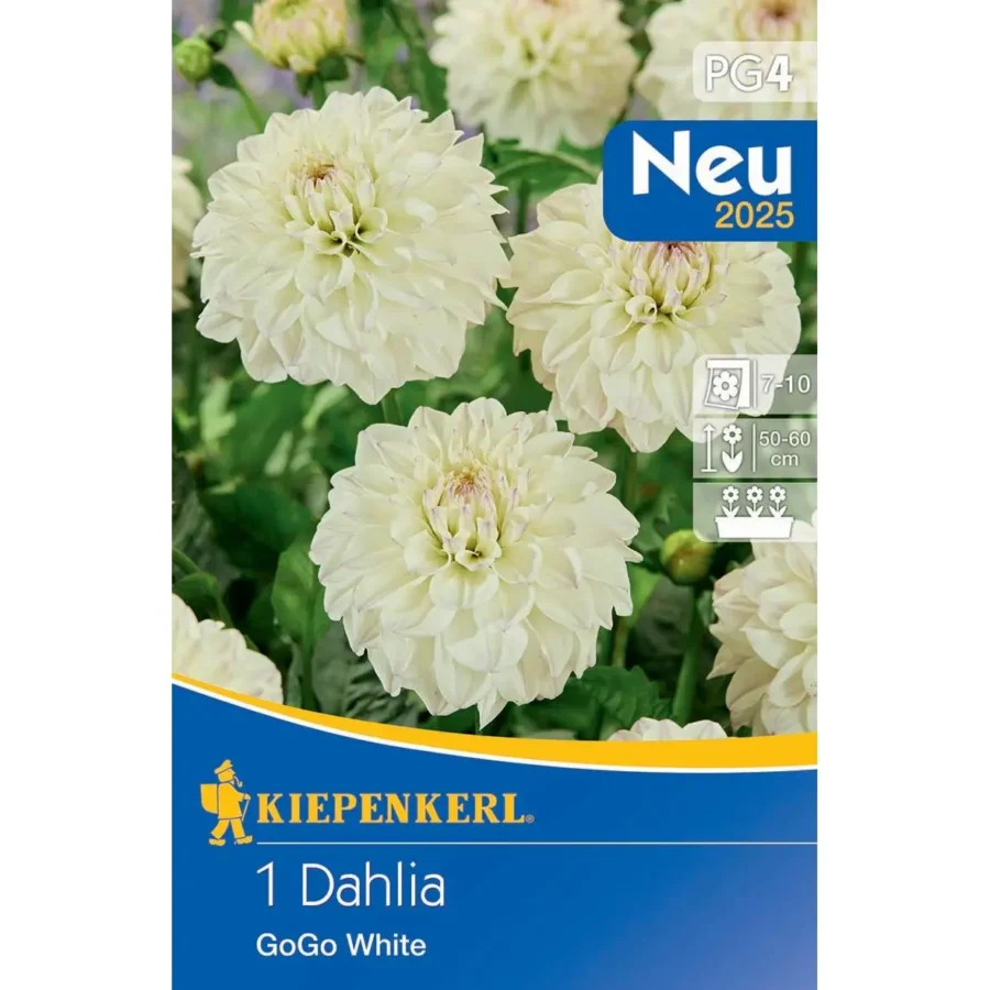 Kiepenkerl dekorative Dahlie Go Go White, strahlend weiße Blüten, ideal für Garten und Balkon, blühfreudig und pflegeleicht.