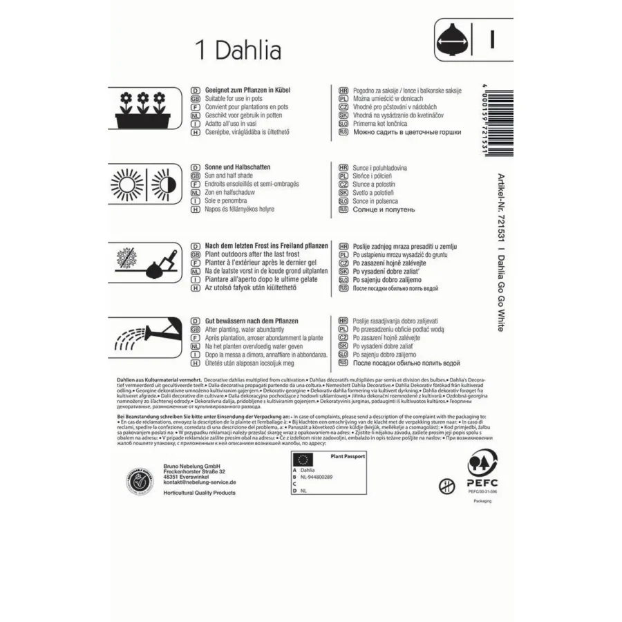Kiepenkerl Dekorative Dahlie Go Go White, blütenreiche Pflanze, ideal für Garten und Balkon, strahlend weiß, langlebig und pflegeleicht.