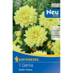 Dekorative Dahlie Go Go Yellow