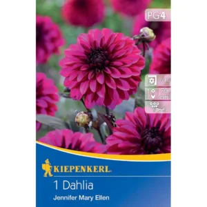Dekorative Dahlie Jennifer Mary Ellen