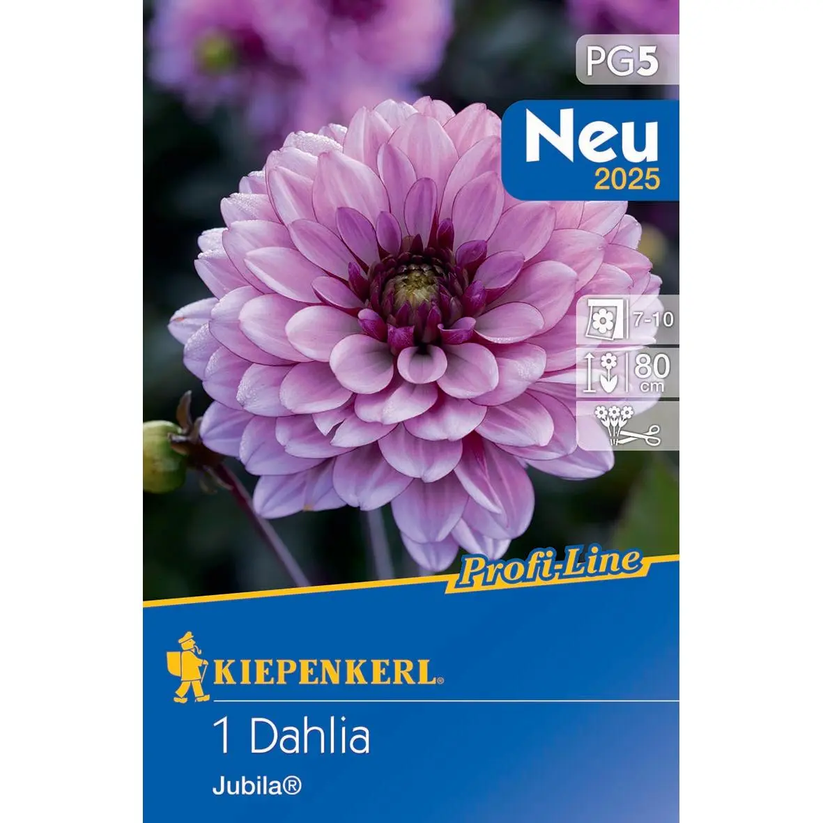 Dekorative Dahlie Jubila 1 Kiepenkerl Dekorative Dahlie Jubila, farbenfrohe Blütenpracht, ideal für Garten und Balkon, robust und pflegeleicht.