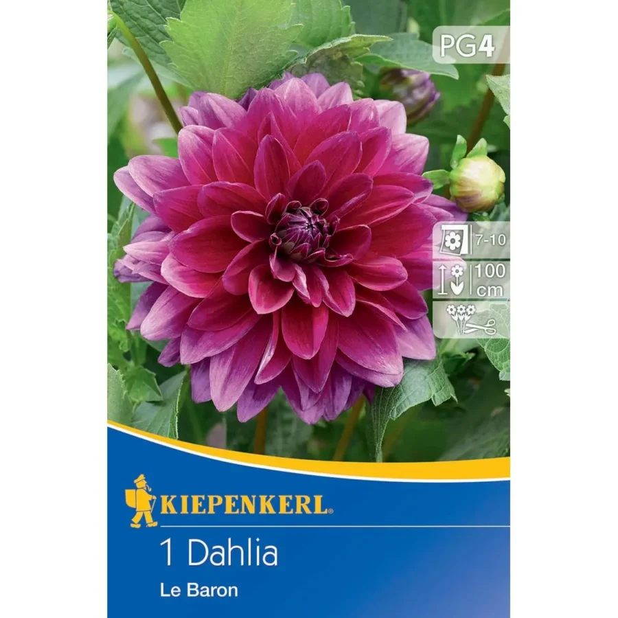 Kiepenkerl Dekorative Dahlie Le Baron, kräftig leuchtende rot-orange Blüten, ideal für Blumenkübel und Gärten, langfristige Blütenpracht.