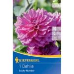 Dekorative Dahlie Lucky Number