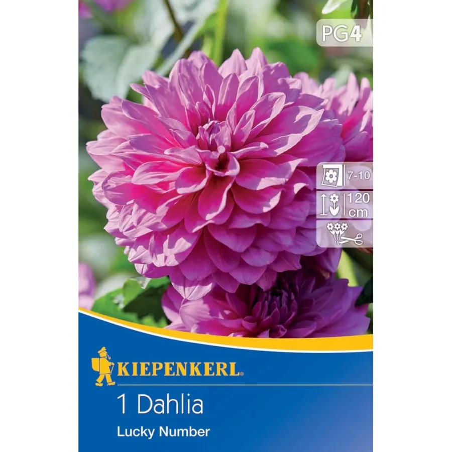 Kiepenkerl Dekorative Dahlie Lucky Number 1, leuchtend rot, ideal für Gartenbeete und Containerpflanzungen, hohe Blühfreude.
