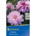 Dekorative Dahlie Mainau Romance