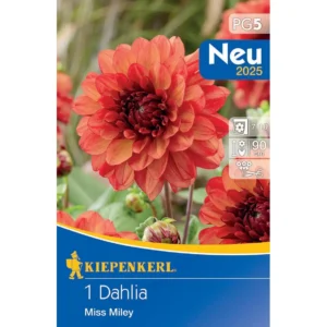 Dekorative Dahlie Missis Miley