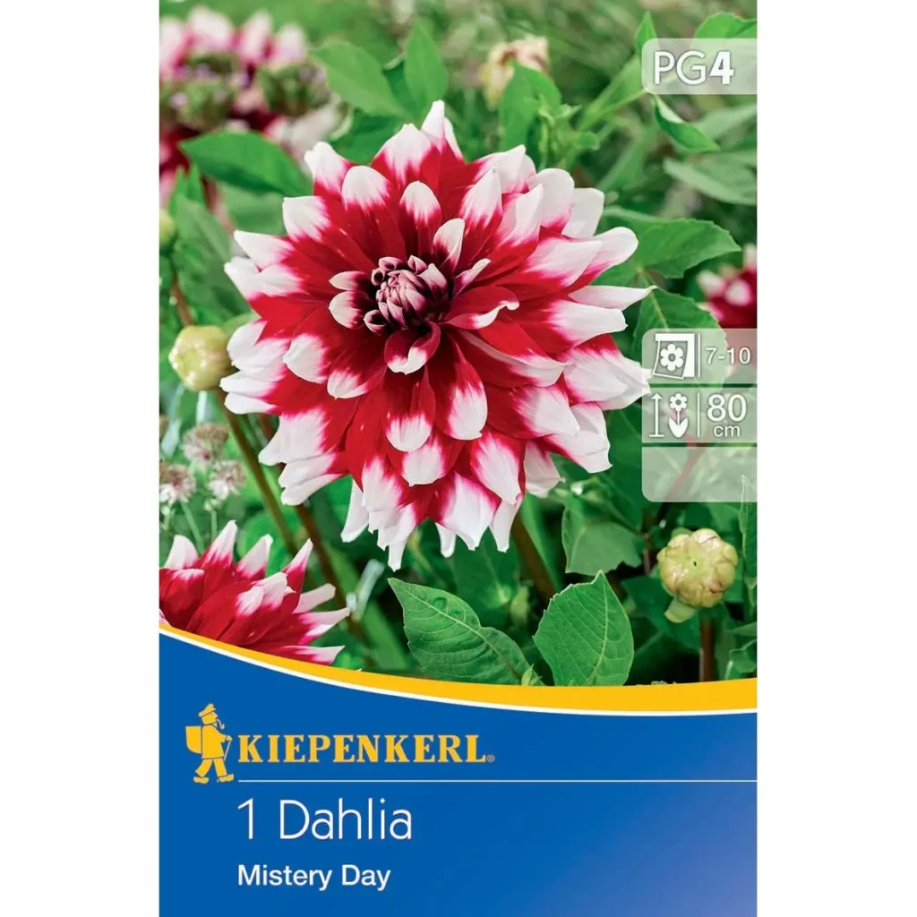 Kiepenkerl-Dekorative Dahlie Mistery Day in leuchtenden Pink- und Lilatönen, ideal für farbenfrohe Gärten und Balkonbepflanzungen.