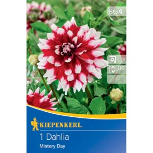 Dekorative Dahlie Mistery Day