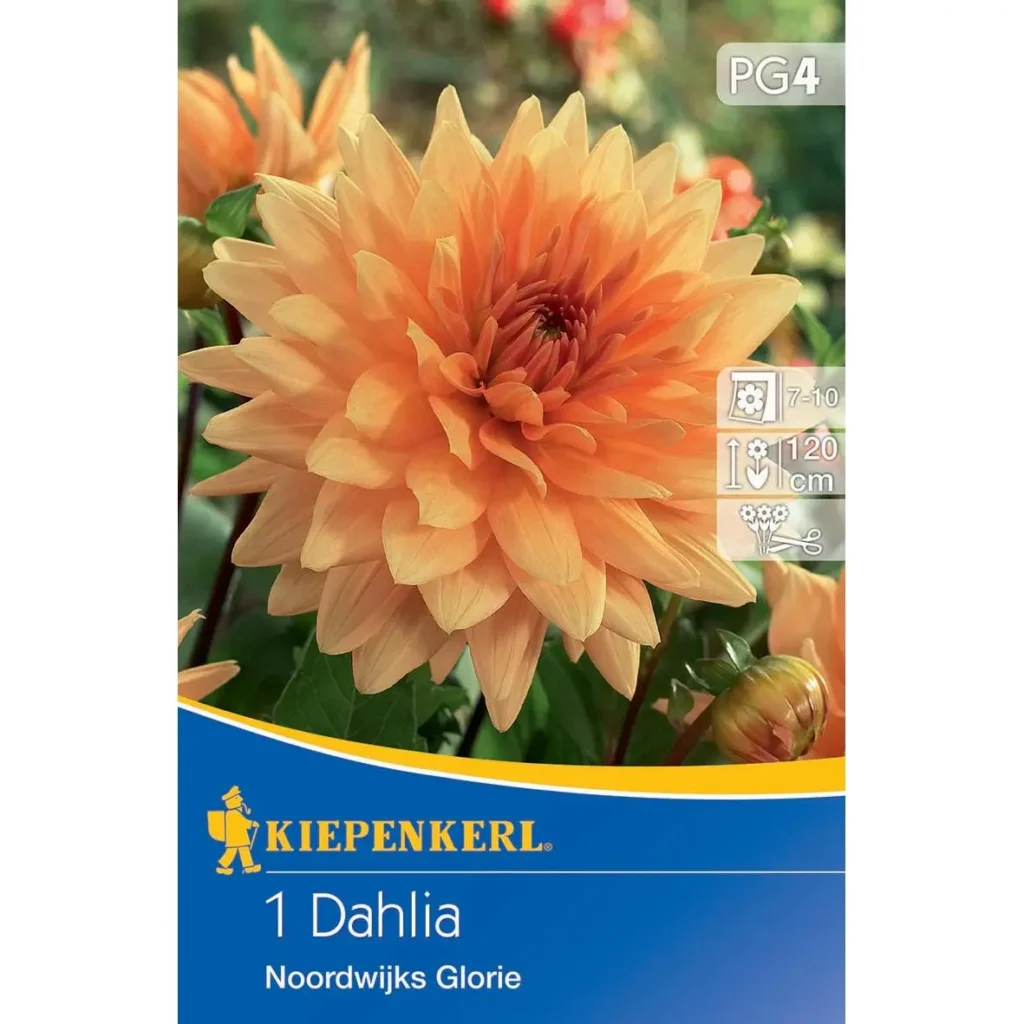 Kiepenkerl dekorative Dahlie Noordwijks Glorie, leuchtend rot-rosa, ideal für prachtvolle Gartenakzente und Sommerblüher in Beeten.