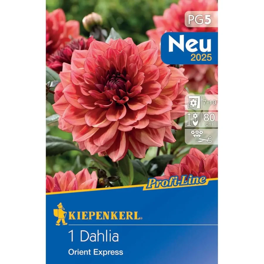 Kiepenkerl Dekorative Dahlie Orient Express, leuchtende rot-orange Blüten, ideal für prächtige Gartengestaltung.