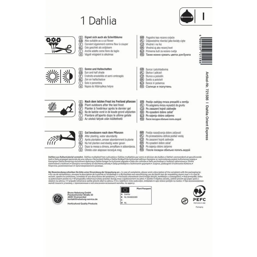 Kiepenkerl Dekorative Dahlie Orient Express, prächtige, farbenfrohe Blüten, ideal für Gartenbeete und Balkonkästen, mehrjährig und pflegeleicht.