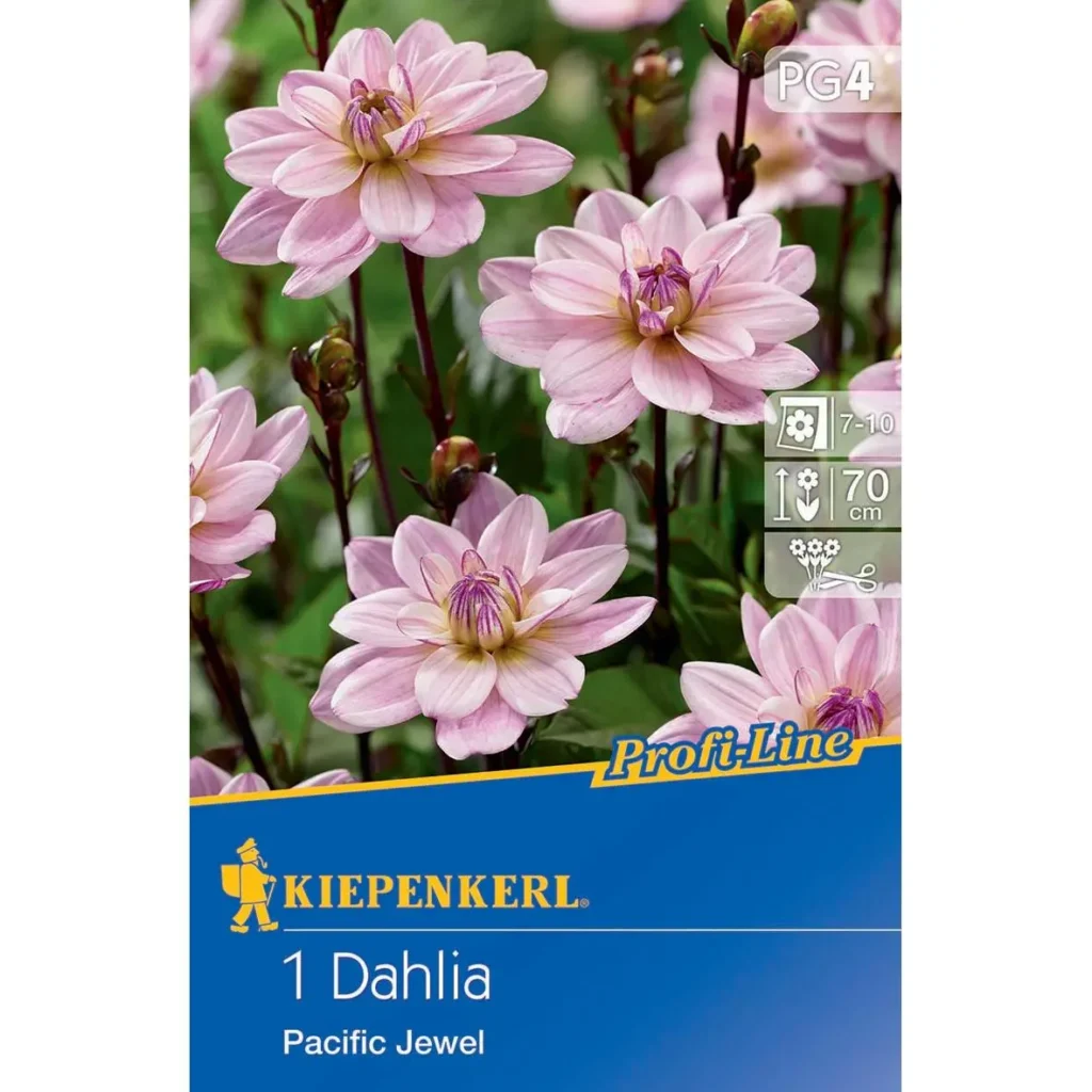 Kiepenkerl Dekorative Dahlie Pacific Jewel, leuchtende, mehrfarbige Blüte, ideal für Gartenbeete und Kübel, robust und pflegeleicht.