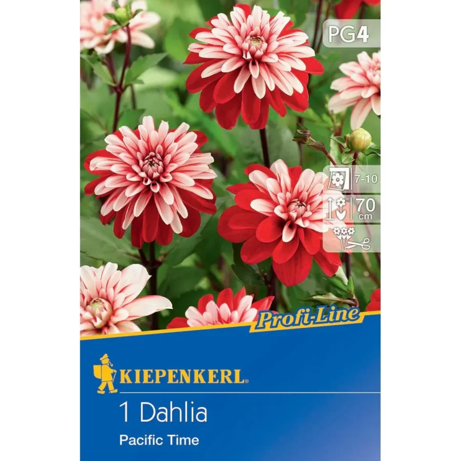 Kiepenkerl Dekorative Dahlie Pacific Time, leuchtend orange mit gelben Akzenten, ideal für bunte Gartenarrangements, blüht bis zum Frost.