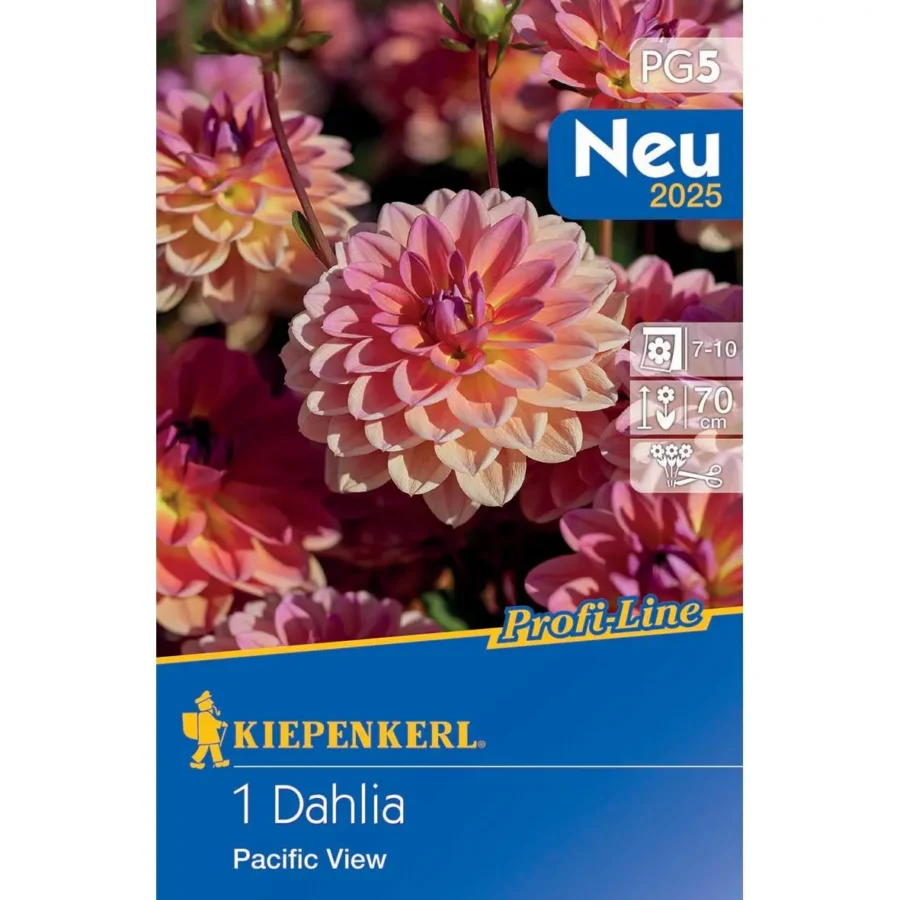 Kiepenkerl Dekorative Dahlie Pacific View, farbenfrohe Blüten, ideal für Garten und Balkon, pflegeleicht und blühfreudig.