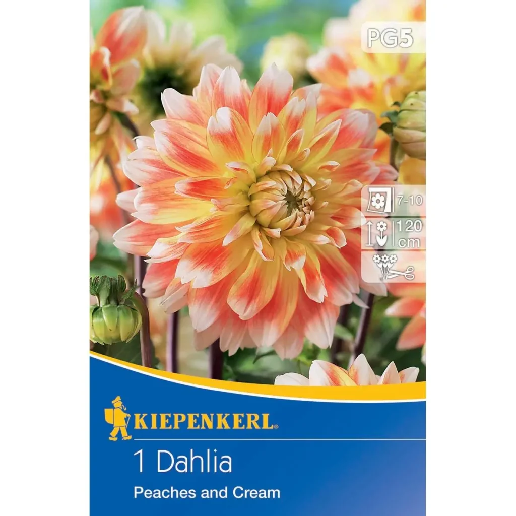 Kiepenkerl Dahlie Peaches and Cream, dekorative Blütenpflanze in sanften Pfirsich- und Cremefarben, ideal für bunte Gartenarrangements.