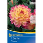Dekorative Dahlie Prinzessa