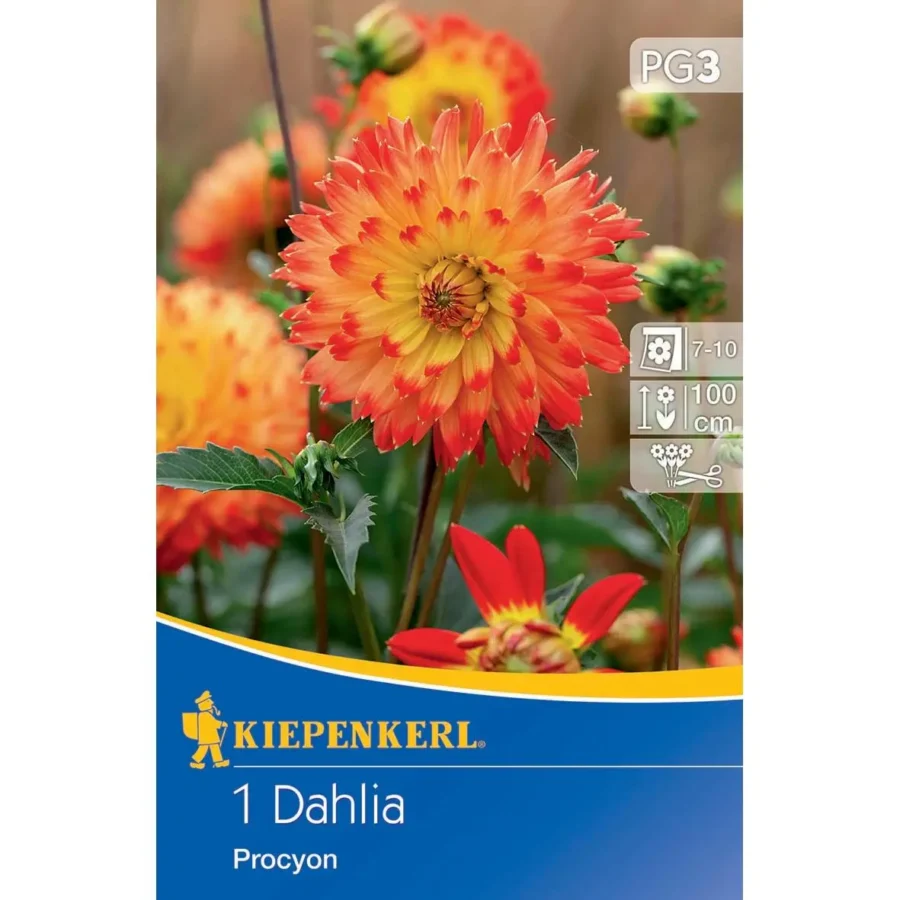 Kiepenkerl dekorative Dahlie Procyon, leuchtend orange und gelb, ideal für bunte Gartenbeete und Pflanzkübel.