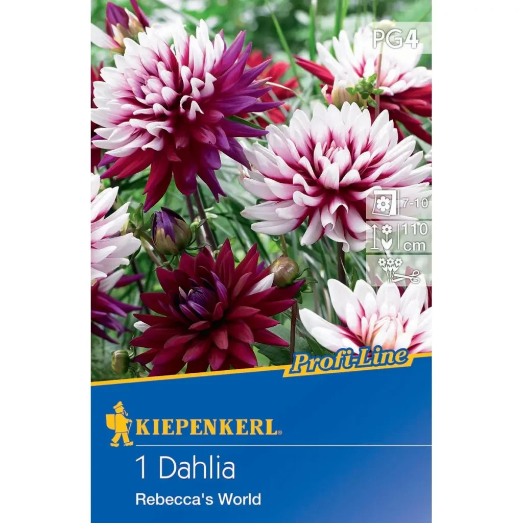 Kiepenkerl dekorative Dahlie 'Rebeccas World', leuchtend rosa Blüten, ideal für Beete und Kübel, blüht von Juli bis frostfrei.
