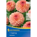 Dekorative Dahlie Sebastian