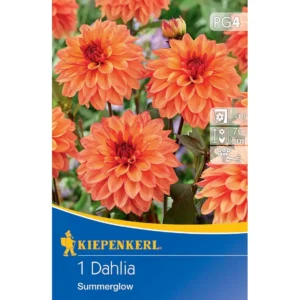 Dekorative Dahlie Summer Glow