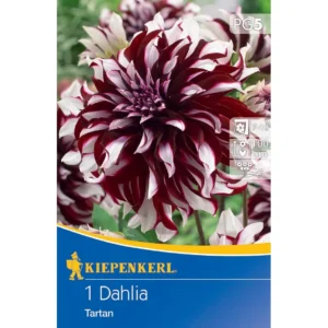 Dekorative Dahlie Tartan