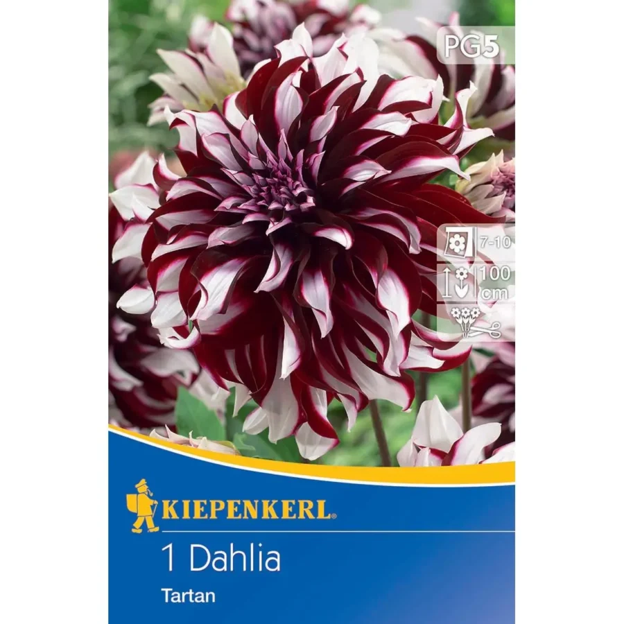 Kiepenkerl dekorative Dahlie Tartan, leuchtende rot-orange Blüten, ideal für bunte Gartenarrangements und Sommerblumenbeete.