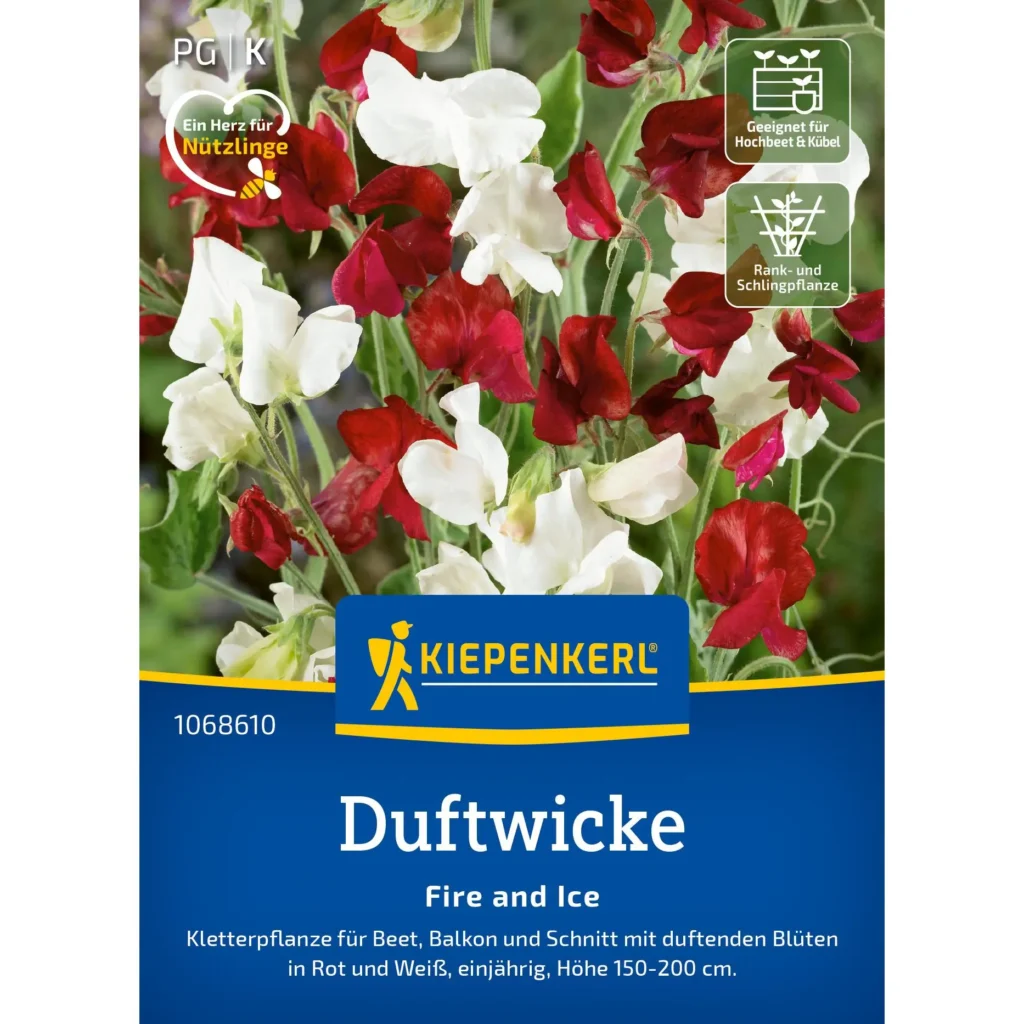 Kiepenkerl-Duftwicke 'Fire and Ice', farbenfrohe, duftende Blütenpflanze, ideal für Gartenbeete und Balkone, pflegeleicht und bienenfreundlich.