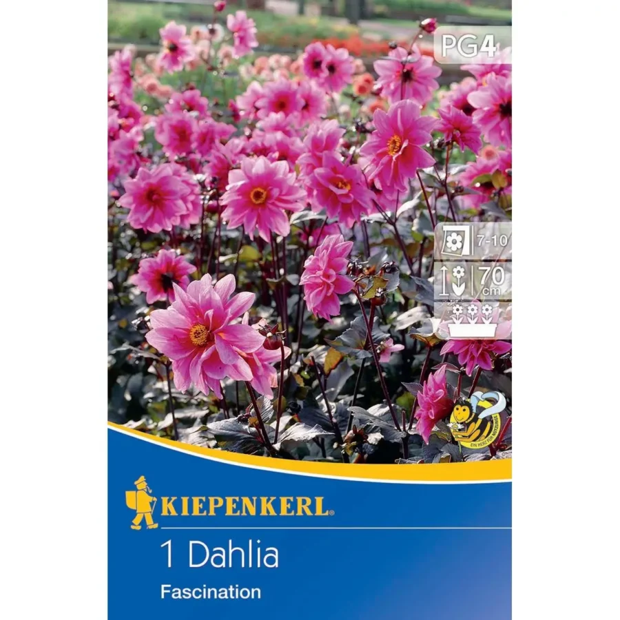 Kiepenkerl Dunkellaubige Beetdahlie &apos;Fascination&apos;, dekorative, tiefdunkle Blüten, ideal für Beete und Gartenarrangements.